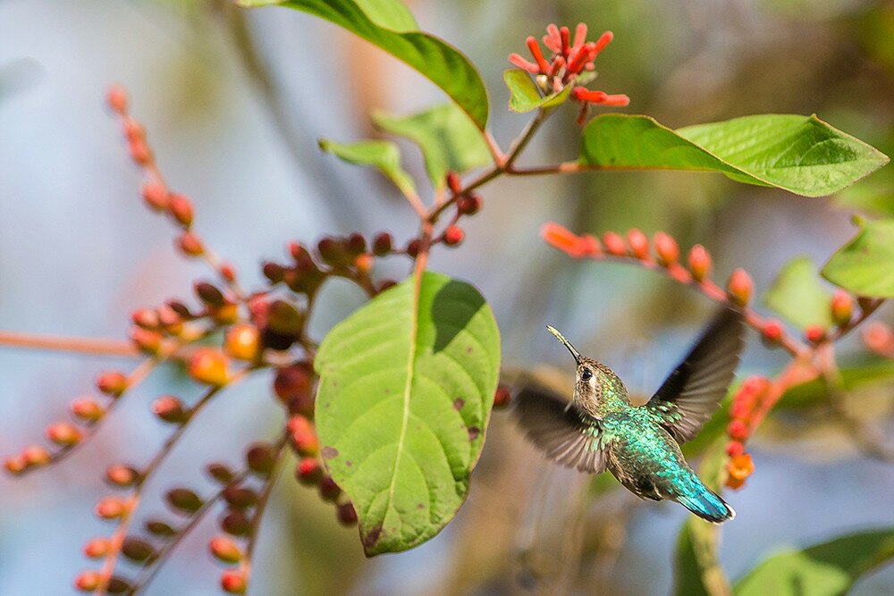Кубинская колибри-пчёлка
