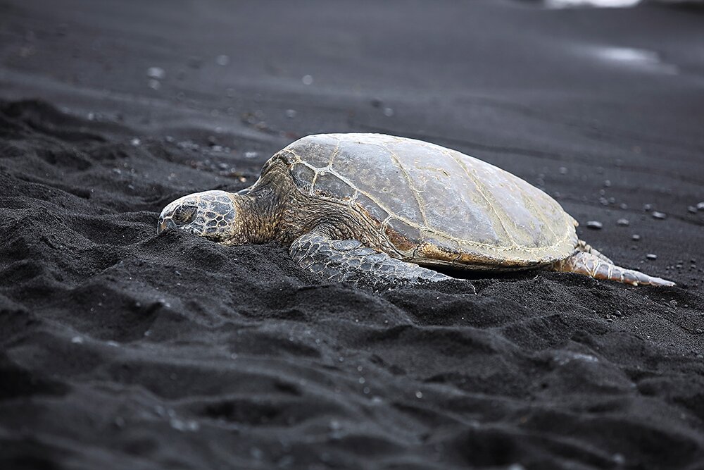 Морская черепаха на гавайском Пляже чёрного песка Пуналу'у