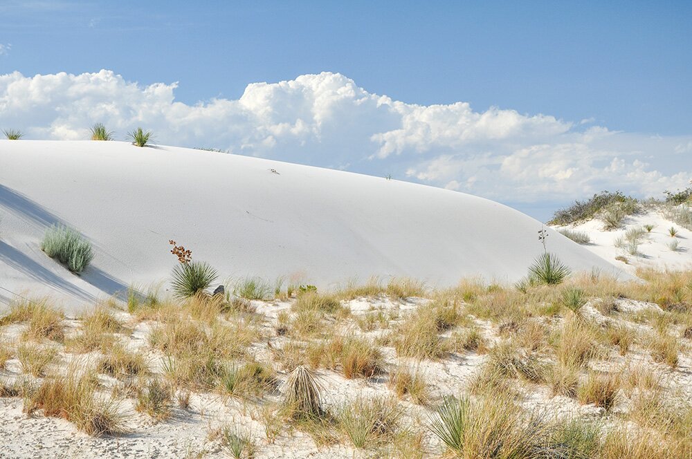 Растительность на гипсовых дюнах Национального памятника «Белые пески» (Нью-Мексико, США)